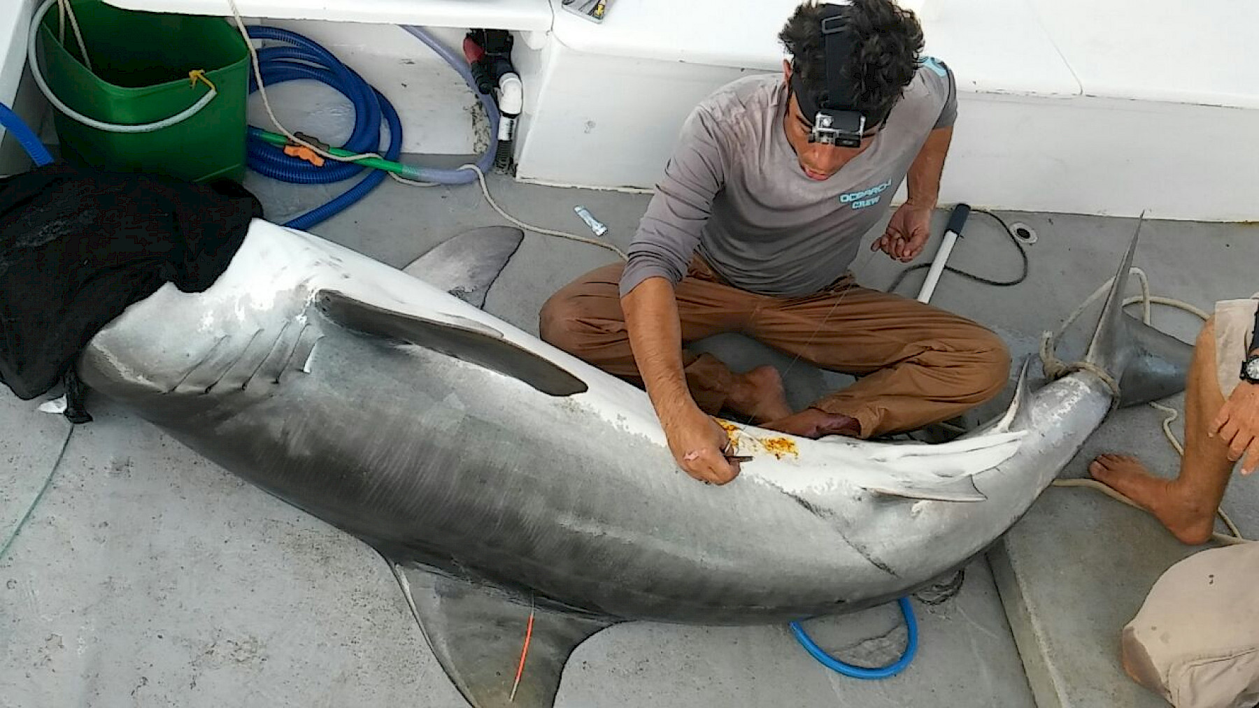 André Afonso a colocar dispositivo de monitorização no tubarão