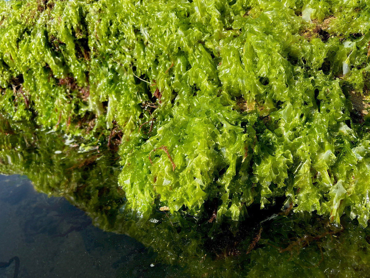 Study assesses risk of toxic metal and iodine intake from macroalgae ...